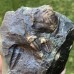 Ellipsocephalus hoffi